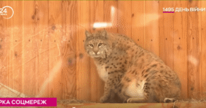 Рись Степан з Київського зоопарку так і не схуд: який вигляд має тварина