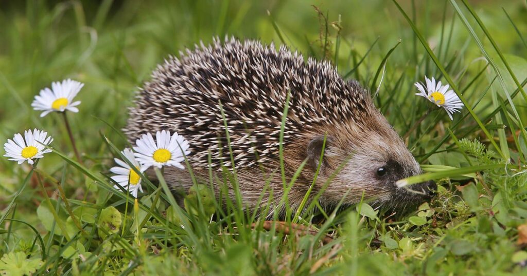 У Німеччині пропонують заборонити нічну роботу роботів-газонокосарок через загрозу для їжаків — Світ