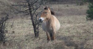 Коні Пржевальського у Чорнобильській зоні – фахівці заповідника фіксують виснаження, але є надія – фото — Київ
