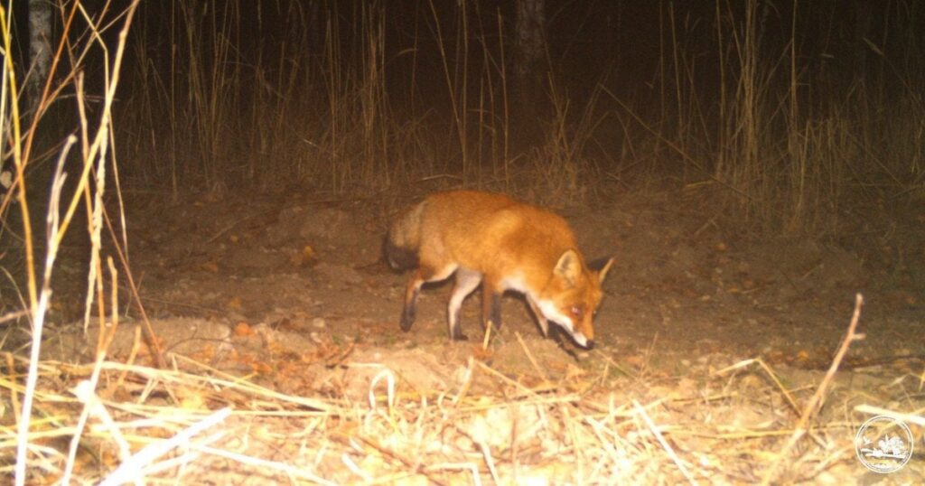 Чи є у Прип’яті мутанти та хто насправді живе у місті-привиді: відповідь науковця