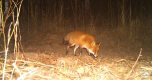 Чи є у Прип’яті мутанти та хто насправді живе у місті-привиді: відповідь науковця
