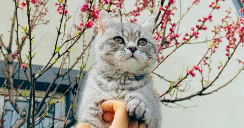 Заморозки до -5 та удар циклону з Польщі: синоптики попередили, де "розгуляється" стихія на Великдень Заморозки до -5 та удар циклону з Польщі: синоптики попередили, де "розгуляється" стихія на Великдень