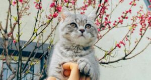 Примхлива погода на Великдень: заморозки та дощі накриють Україну