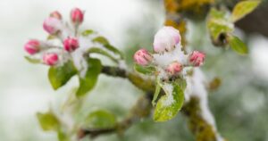 Не ховайте пуховики: Україну чекає нове різке похолодання та небезпечні заморозки!