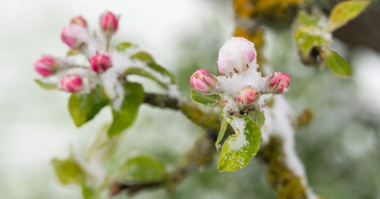 Україну скували морози: коли ж нарешті прийде тепло і чи врятуємо врожай?