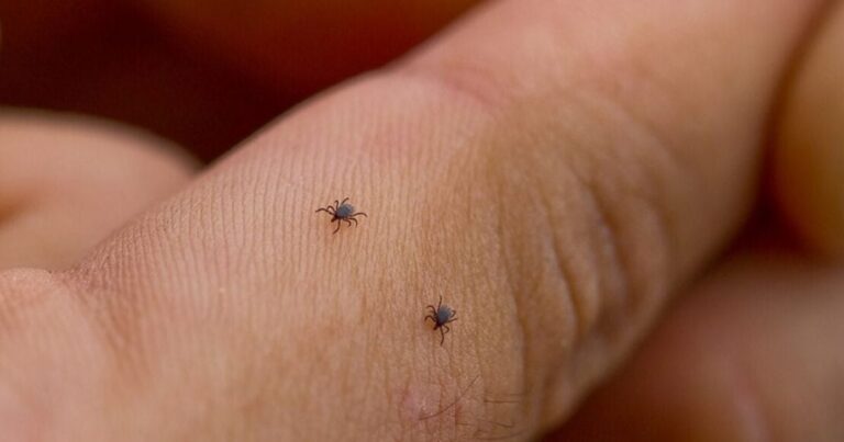 Київ під загрозою: раннє пробудження небезпечних комах