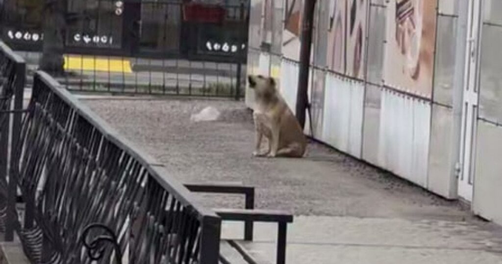 Після хвилини мовчання: Мережу замилували кадри, на яких собака "підспівує" гімн України