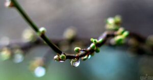 Потепління в Україні з 13 квітня: весна приходить з дощами