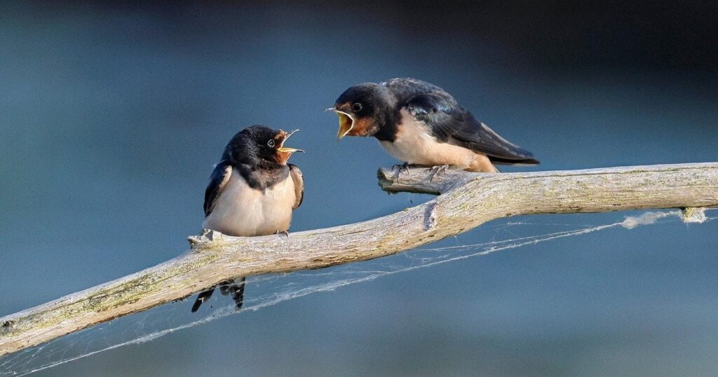 Чому зникають ластівки в Україні - орнітологи пояснили причини — Укрaїнa