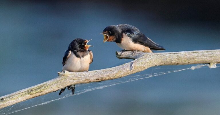 Ластівки тікають? Чому ці милі пташки стають рідкістю в Україні, і де їх шукати!