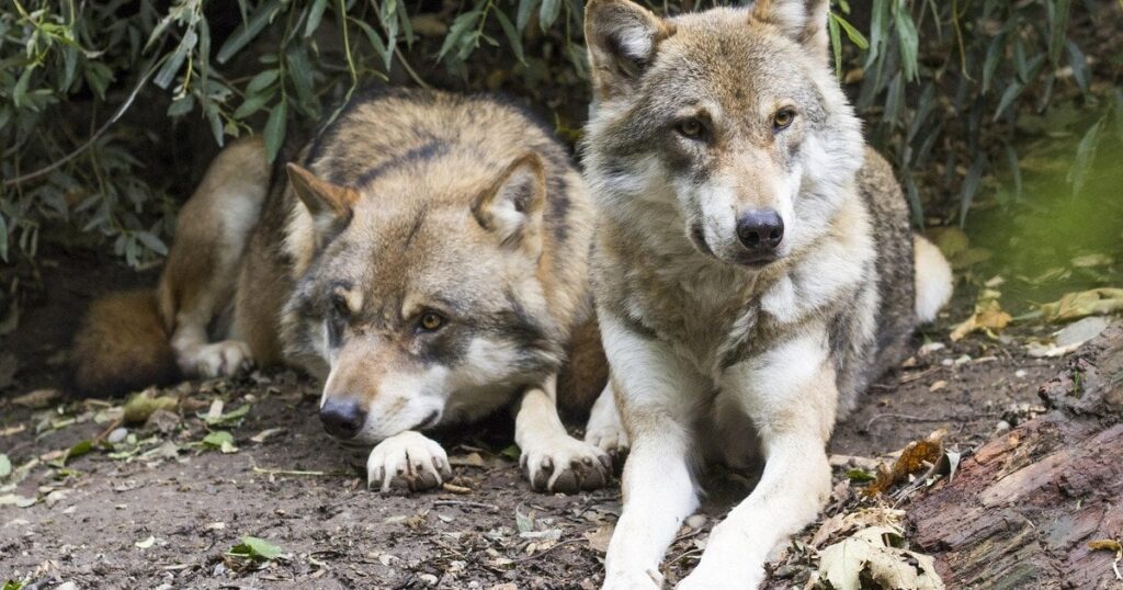 Еволюція у Чорнобилі – вовки адаптувалися до радіації та навчилися боротися з раком — Укрaїнa