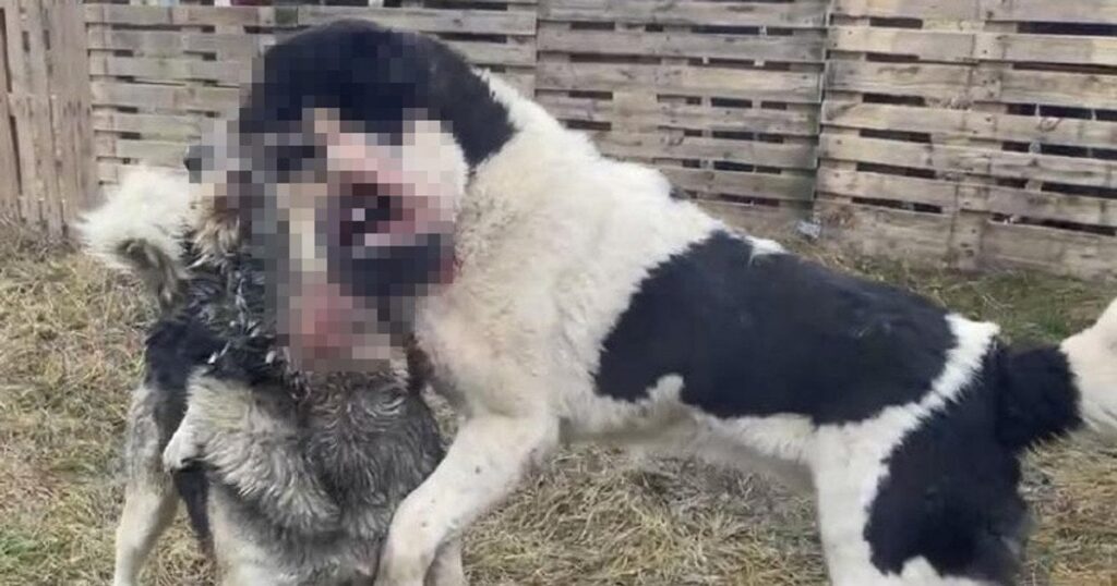 Собачі бої на Дніпропетровщині – волонтери зірвали підпільний турнір, учасники втекли — Укрaїнa