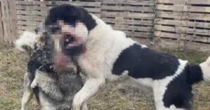 Зірваний Турнір Жорстокості: Як Волонтери Врятували Собак від Кривавих Боїв на Дніпропетровщині