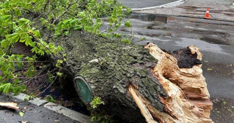 Київ у лещатах негоди: Легендарний 150-річний каштан Іващенка скошений буревієм!