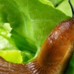 Як захистити капусту від слимаків без хімії: перевірені методи