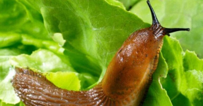 Як захистити капусту від слимаків без хімії: перевірені методи