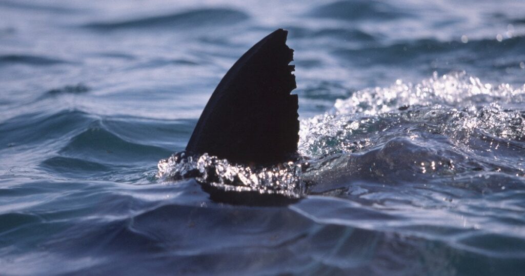 Медовий місяць обернувся жахом: турист у критичному стані після нападу акули на Мальдівах