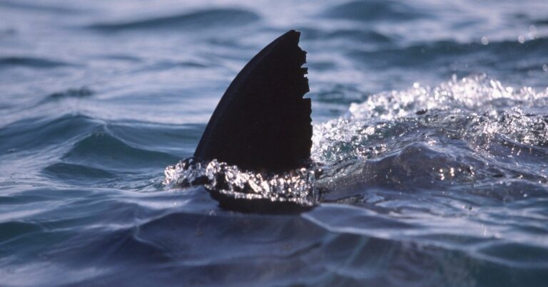 Медовий місяць на Мальдівах: тропічна казка обернулася кошмаром через напад акули!