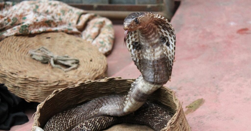 У Єгипті турист помер після укусу кобри під час шоу зі зміями — Цікaвинки