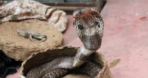 Шок у Єгипті: турист загинув під час небезпечного шоу зі зміями – приголомшливі деталі!