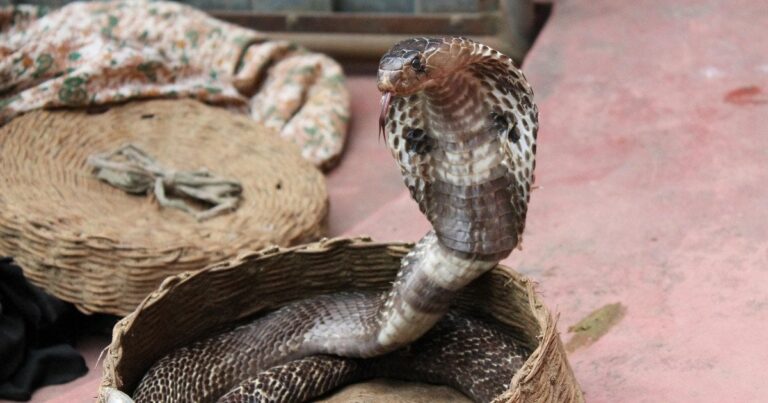 Шок у Єгипті: турист загинув під час небезпечного шоу зі зміями – приголомшливі деталі!