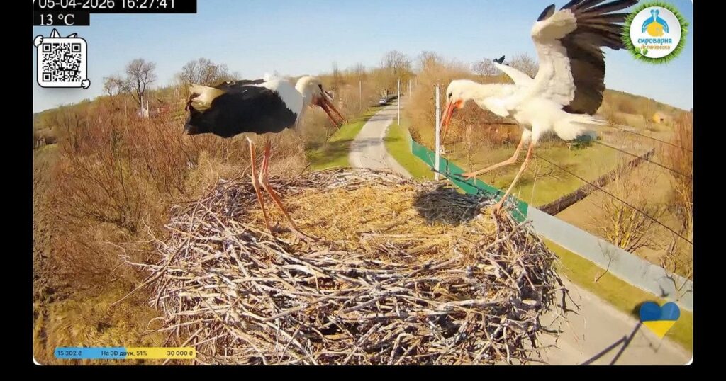 Лелече гніздо Одарки та Грицика - що відомо про битву між лелеками — Укрaїнa