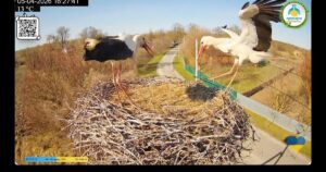 Драма у лелечому гнізді: Одарка та Лель сформували нову пару, Грицик ще попереду!