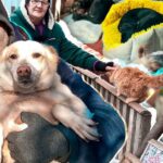 Подвійне випробування: родина зоозахисників, що втекла від війни, потребує допомоги для себе та понад сотні тварин