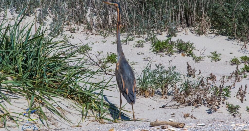 Руда чапля в Україні: рідкісного птаха помітили в Тузлівських лиманах — Укрaїнa