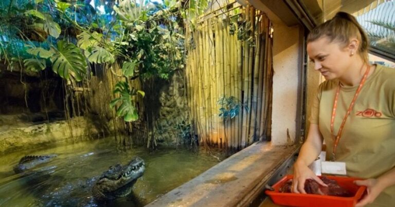 96 Років Неймовірної Життя: Найстарша Тварина Європи Святкує Свій Величний День Народження!