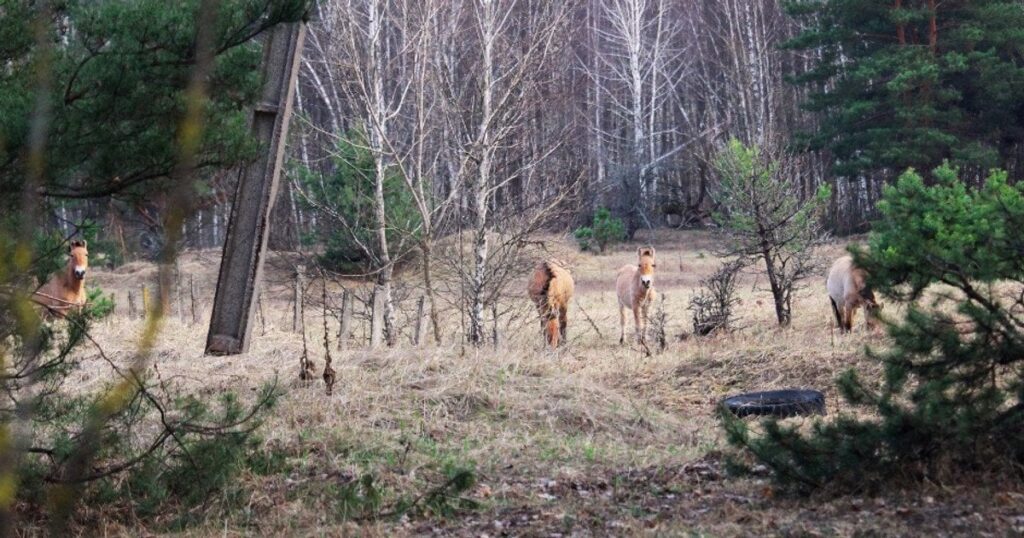 Дика ідилія: як живеться єдиному в світі виду диких коней у Чорнобильській зоні (фото) — Укрaїнa