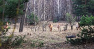 Дика ідилія: як живуть єдині у світі дикі коні в Чорнобильській зоні