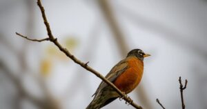 Україну охоплять похолодання та сніг: прогноз погоди на тиждень, 6-12 квітня