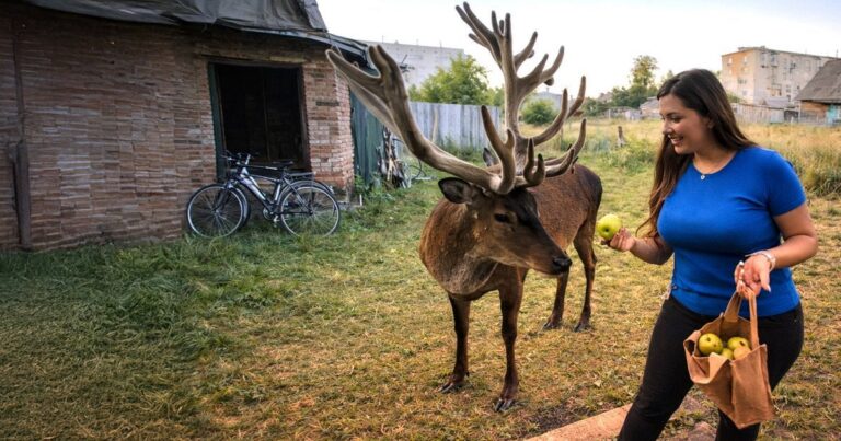 Неймовірне Повернення: Оленя Борис, Зірка Соцмереж, Знайдений Живим!