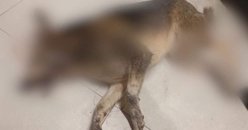 Вбивство собаки у супермаркеті Гостомеля: з'явилися відео з камер та нові подробиці Вбивство собаки у супермаркеті Гостомеля: з'явилися відео з камер та нові подробиці