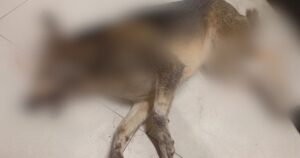 Вбивство собаки у супермаркеті Гостомеля: з'явилися відео з камер та нові подробиці