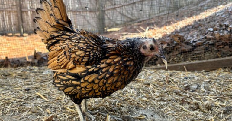 Світський Рекord: Найстаріша Курка у Світі, Герті, Відзначає 15 Років та 100 Днів!