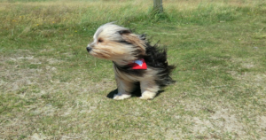 Київ на межі: Попередження про небезпечні вітри 26-27 квітня — Як це вплине на місто?