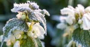 Арктичний Шквал В Україні: Заморозки До -4°C та Дощі На Межі Квітня та Травня!