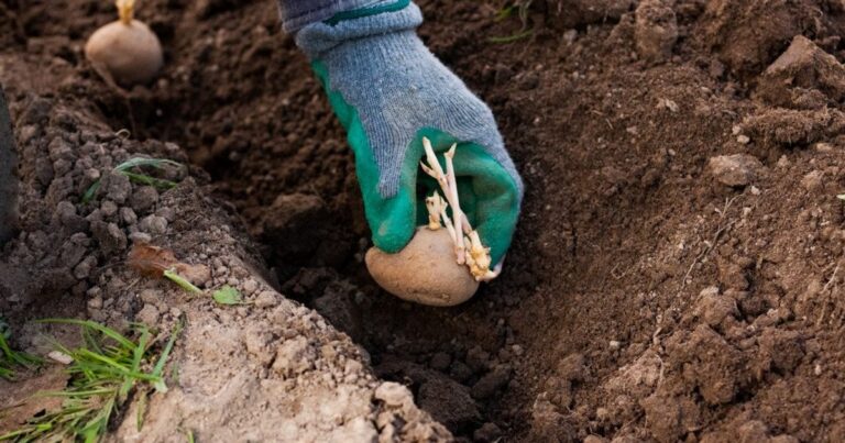 Коли садити картоплю та чекати потепління: пояснення синоптика