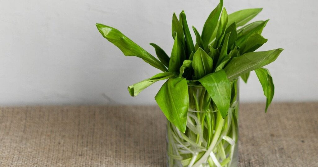 Лікар зі Львова помер після вживання небезпечної рослини — Укрaїнa