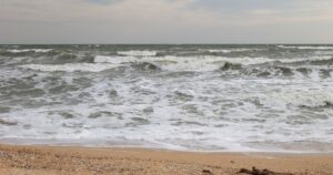 Десятки лебедів загинули в Азовському морі через браконьєрські сітки