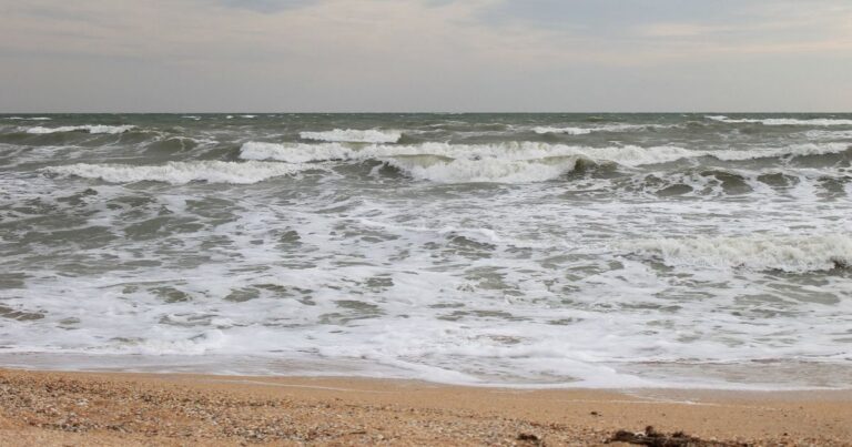 Десятки лебедів загинули в Азовському морі через браконьєрські сітки
