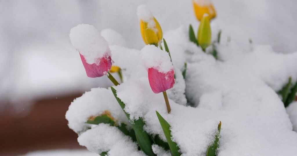 Україну посеред квітня накривають потужні снігопади, на заході вдарило -10 морозу