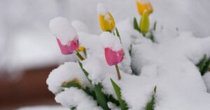 Снігопади та морози посеред квітня: Україну накрила незвичайна негода