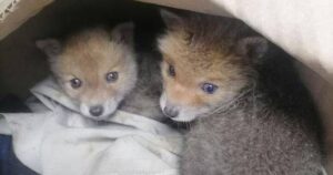 Лисенята-малюки з Харківщини: неймовірна історія порятунку та майбутнє диких хижаків