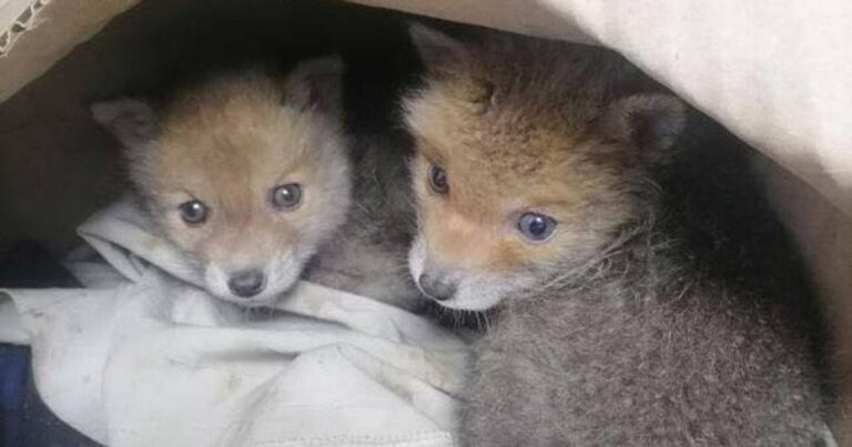 Лисенята-малюки з Харківщини: неймовірна історія порятунку та майбутнє диких хижаків