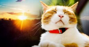 Прощання із Заморозками: Україну Охопить Тепло на Початку Травня! (+20°C Не Межа!)