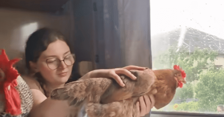 Навіть кури подорожують, а я ні: Мережу підірвало відео львів’янки, яка везла птахів в купе УЗ