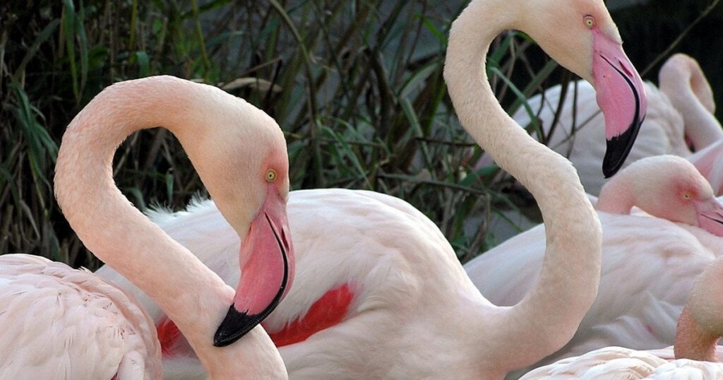 Повернення фламінго в Україну — що відбувається у Тузлівських лиманах — Укрaїнa